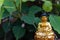 High angle close up shot of a small golden Buddha statue against green Pipal leaves