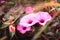 High-angle close-up view of pink morning glory floral plan heads