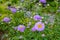 High angle closeup of Dreamy purple aster flowers