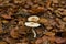 High-angle closeup of Lepiota cristata yellow leaves blurred background