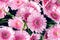 High angle closeup shot of beautiful light pink Barberton daisies  - great for wallpapers