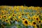 High angle closeup shot of beautiful sunflowers growing in a field