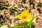 High angle closeup shot of a beautiful yellow snowdrop growing on the soil