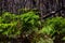 High angle closeup shot of a bush of a pine plant growing in the woods