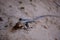 High angle closeup shot of a Common flat lizard walking on the sand