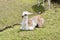 High angle closeup shot of a cute little lama sitting on the green grass