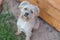 High angle closeup shot of a cute white dutch smoushond dog sitting on the ground outside