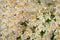 High angle closeup shot of a field of beautiful Cretan crocus flowers