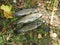 High angle closeup shot of freshly caught Rainbow Trout on the stream bank next to a flyrod