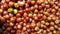 High angle closeup shot of harvested cherry tomatoes - perfect for an article about agriculture