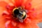 High angle closeup shot of a honeybee collecting nectar on a red petaled tulip