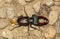 High angle closeup shot of a Lucanus Cervus beetle on yellow stones