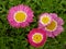 High angle closeup shot of pink Pyrethrum flowers growing in the garden