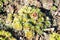 High angle closeup shot of stonecrop plants growing on the rocks