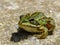 High angle closeup shot of a toad on the ground - perfect for background