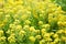 High angle closeup shot of yellow alyssum flowers