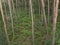 High angle forest detail with pine trunks and ferns