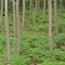 High angle forest detail with pine trunks and ferns