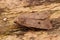 High-angle macro of a Red-line Quaker over the wooden surface