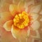 High angle macro shot of a blooming cream orange colored waterlily on the pond. Square full frame background with blossoming