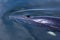 High angle medium view of a common minke whale rising out of the St. Lawrence River