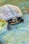 High angle portrait of a cute aquatic turtle looking at camera