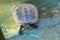 High angle portrait of a cute aquatic turtle looking at camera