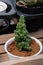 High angle of a potted cactus with defocus background in the garden.