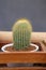 High angle of a potted cactus with defocus background on table.