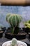 High angle of a potted cactus with defocus background on table.