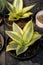 High angle of a potted plant with defocus background on table.