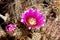 High angle selective focus shot of a pink large-flowered cactus on blurred background