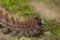 High angle selective focus shot of a Southern comma turtle in a natural environment