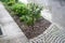 High angle shot of an abstract background of cobblestone and fresh green foliage