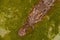 High angle shot of an alligator in a dirty lake in the jungle