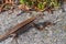 High angle shot of an alligator lizard on a big rock near the plants and leaves in Switzerland