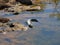 High angle shot of an alligator swimming in a lake at daytime