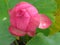 High angle shot of a beautiful bud of an unopened lotus flower with waterdrop on petals