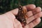 High angle shot of a beautiful butterfly on the palm of a person\'s hand over a grass-covered field