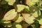 High angle shot  of beautiful Epimedium leaves in the middle of a garden