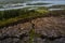 High angle shot of a beautiful fir tree forest near the earth`s fault line in Iceland