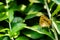 High angle shot of beautiful grayling butterfly sitting on leaf over the blurred green background. fresh concept