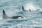 High angle shot of beautiful orca whales swimming in blue water