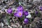 High angle shot of beautiful purple-petaled spring cocus surrounded by dry leaves