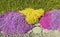 High angle shot of beautiful purple, pink, and yellow flowers surrounded by grass and pebbles