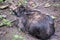 High angle shot of a black brown camouflaged rabbit