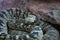 High angle shot of a black-tailed rattlesnake