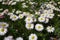 High angle shot of blooming Mayweed flowers in the greenery