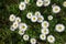 High angle shot of blooming Mayweed flowers in the greenery