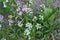 High angle shot of blooming wildflowers